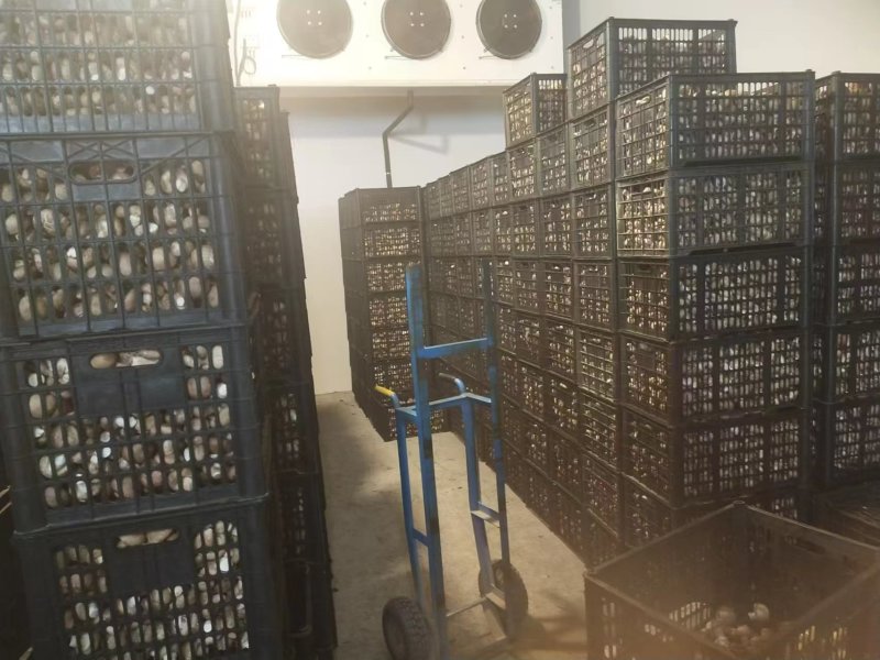 【香菇】河南香菇大量上市货源充足