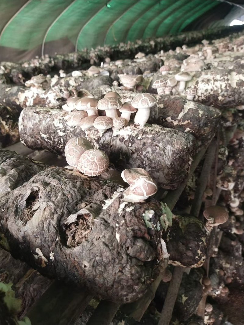 【香菇】河南香菇大量上市货源充足