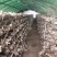 【香菇】河南香菇大量上市货源充足