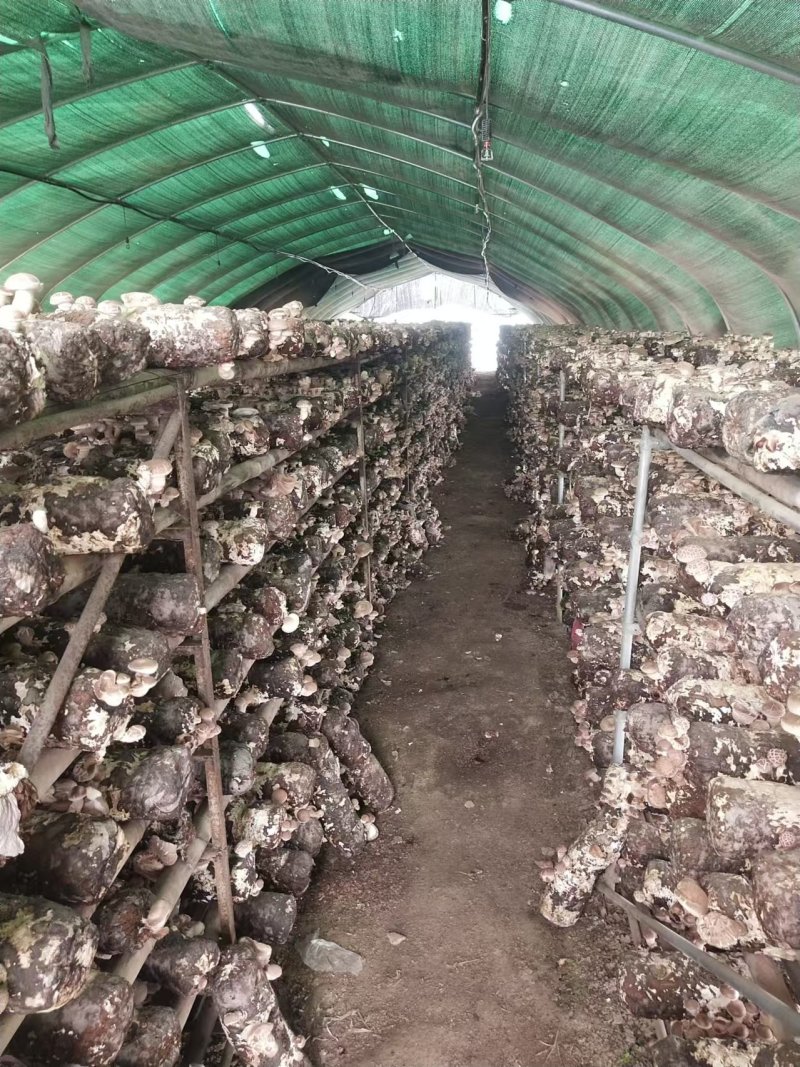 【香菇】河南香菇大量上市货源充足