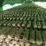 【香菇】河南香菇大量上市货源充足