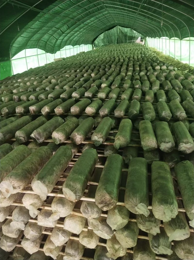【香菇】河南香菇大量上市货源充足