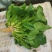 大棚菠菜大量上市