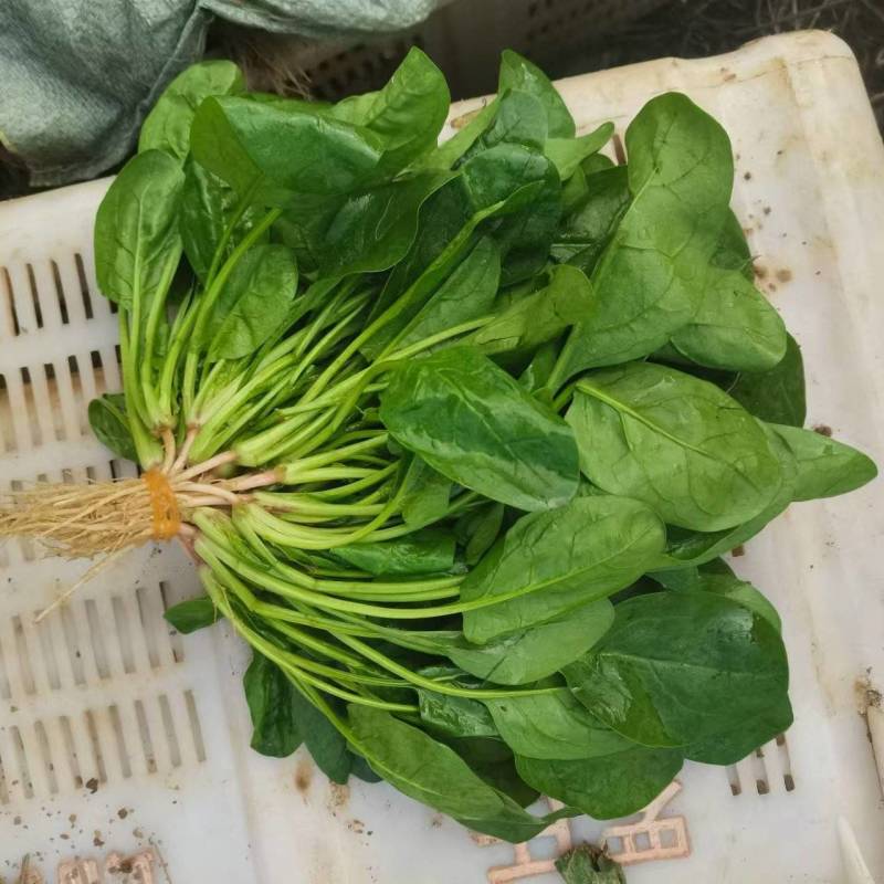大棚菠菜大量上市
