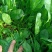 大棚菠菜大量上市