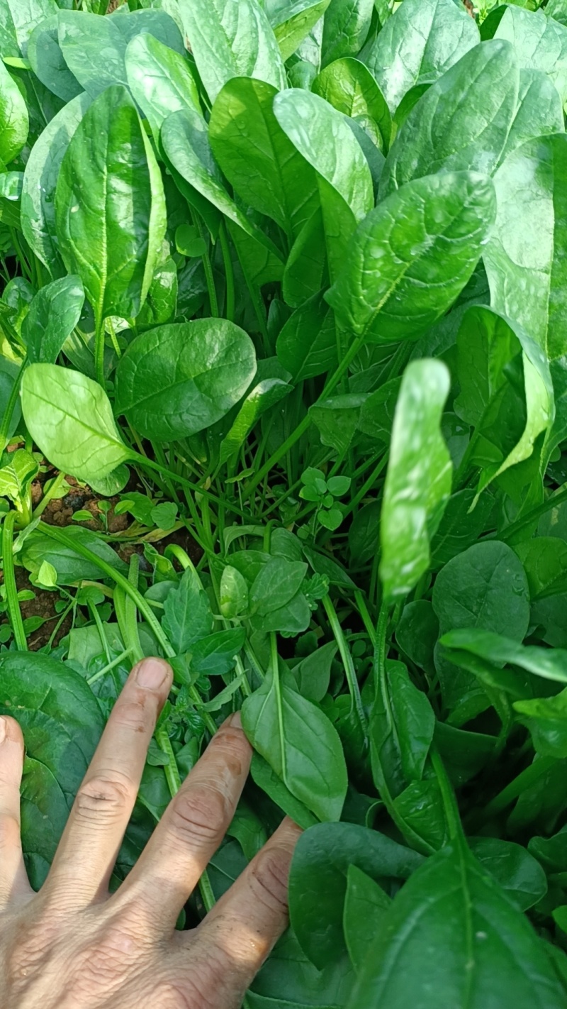 大棚菠菜大量上市