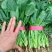 大棚菠菜大量上市