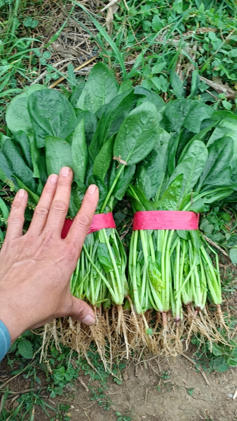 大棚菠菜大量上市