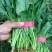 大棚菠菜大量上市