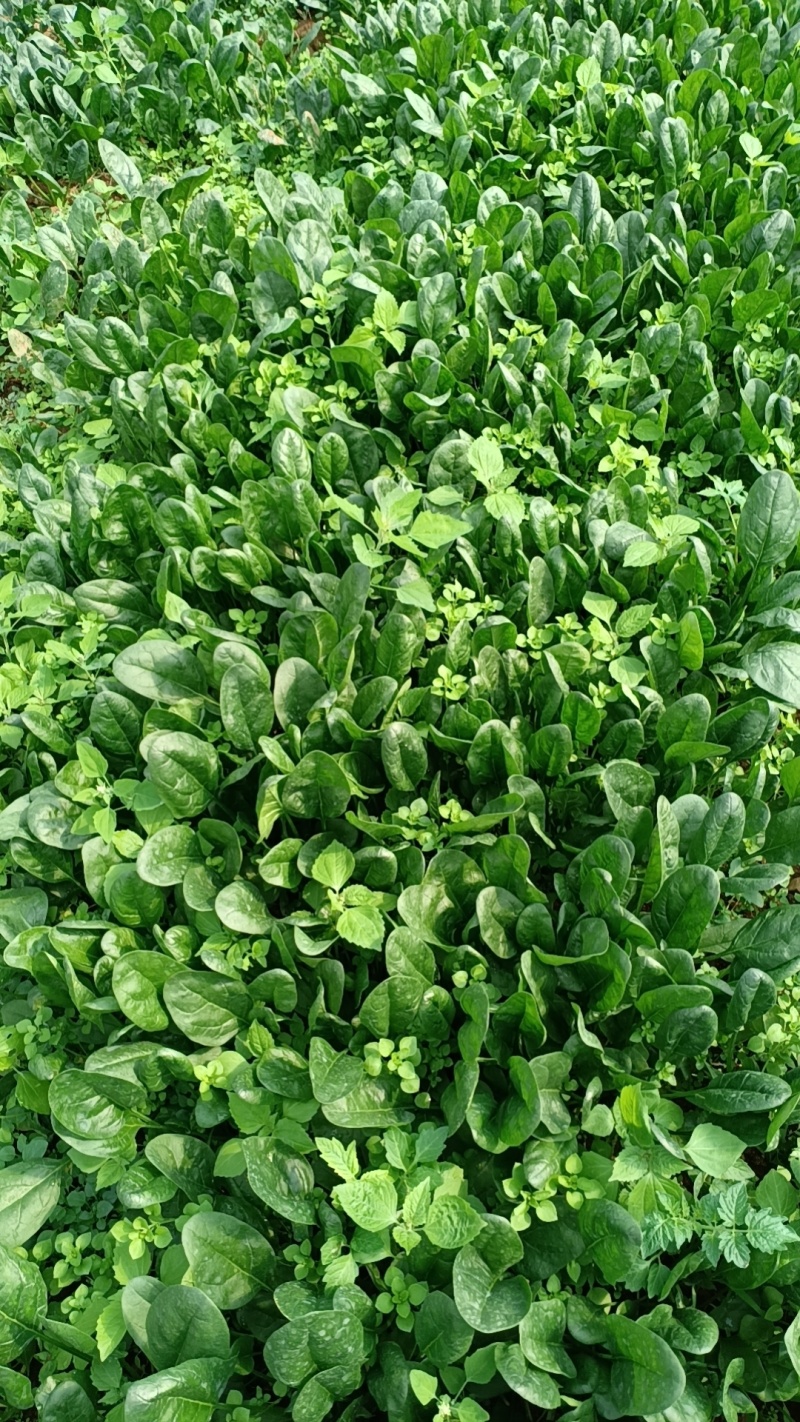 大棚菠菜大量上市