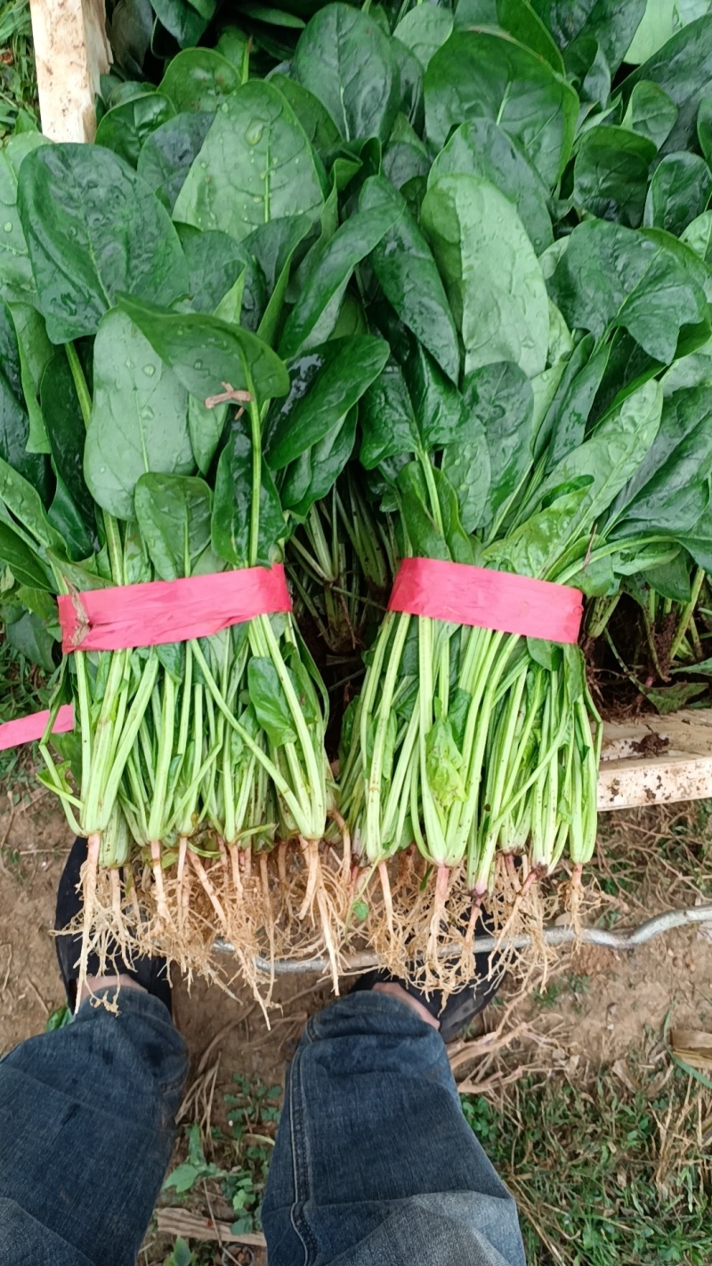 大棚菠菜大量上市