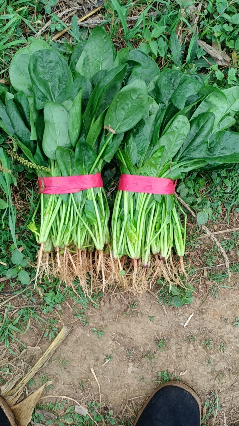 大棚菠菜大量上市
