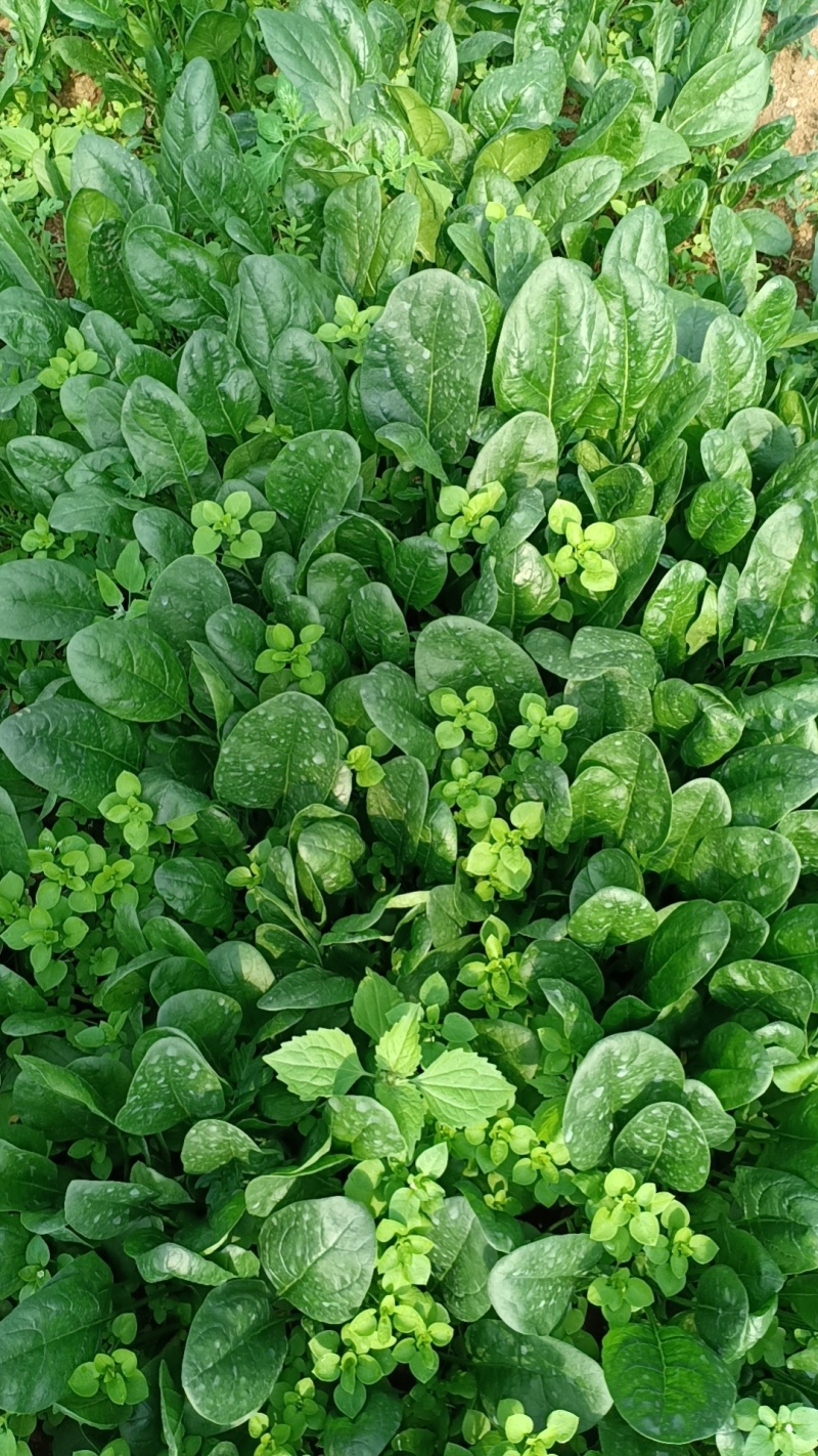 大棚菠菜大量上市