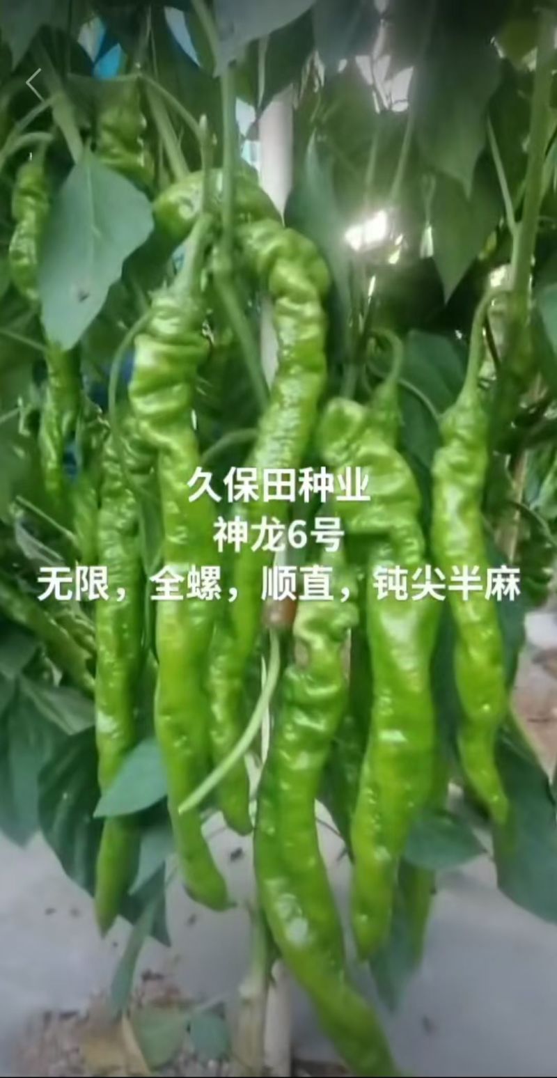 神龙6号螺丝椒种子全螺无限生螺丝椒种子果实浅绿产高产辣椒