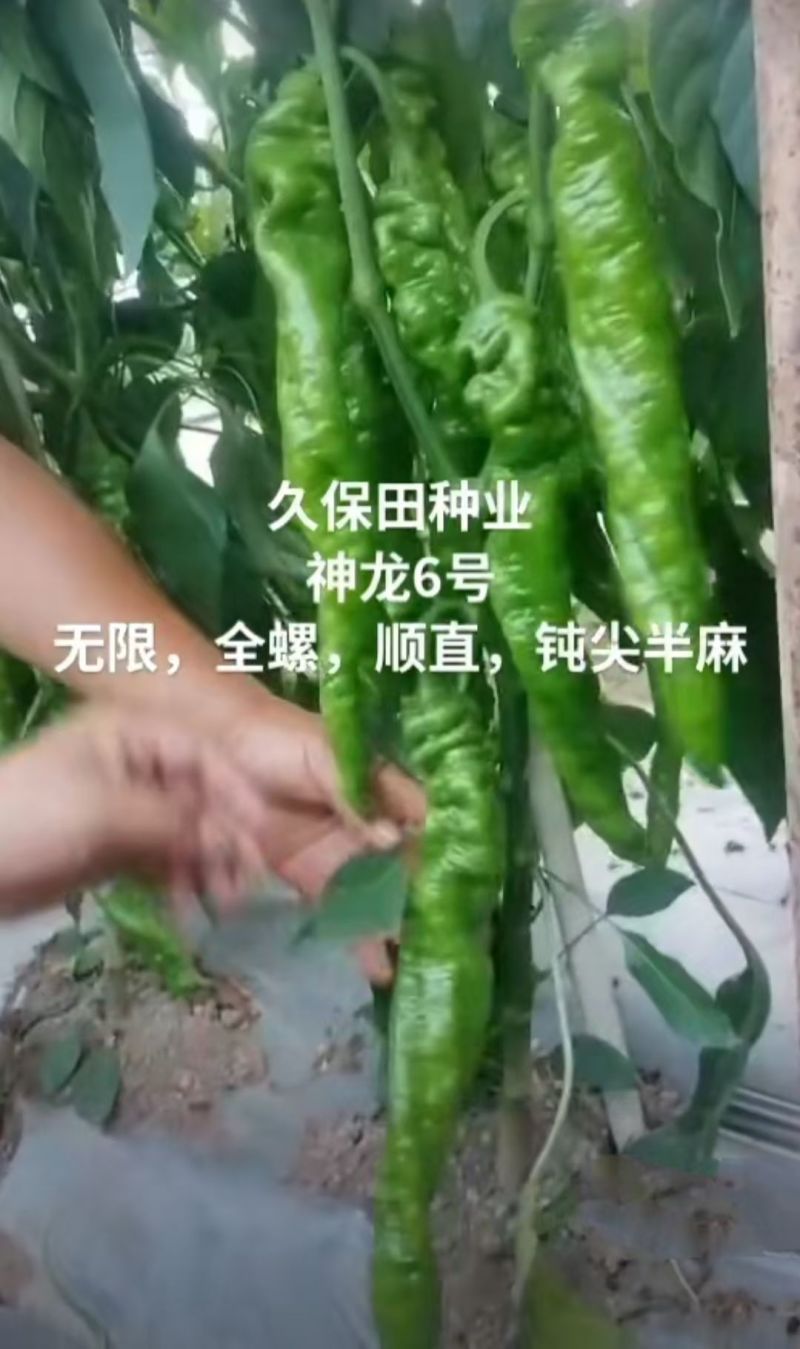 神龙6号螺丝椒种子全螺无限生螺丝椒种子果实浅绿产高产辣椒