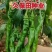 神龙6号螺丝椒种子全螺无限生螺丝椒种子果实浅绿产高产辣椒