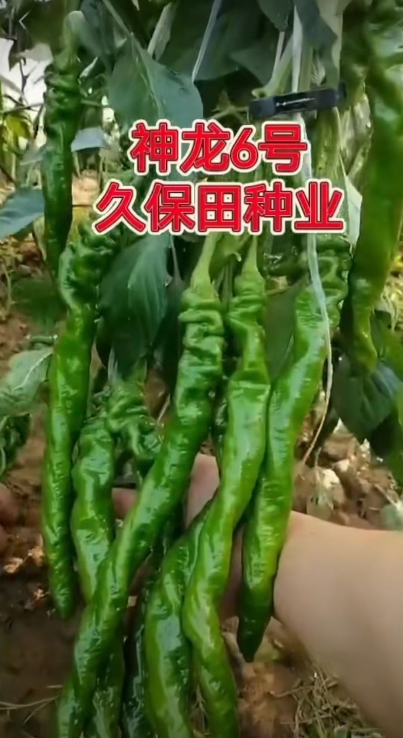 神龙6号螺丝椒种子全螺无限生螺丝椒种子果实浅绿产高产辣椒