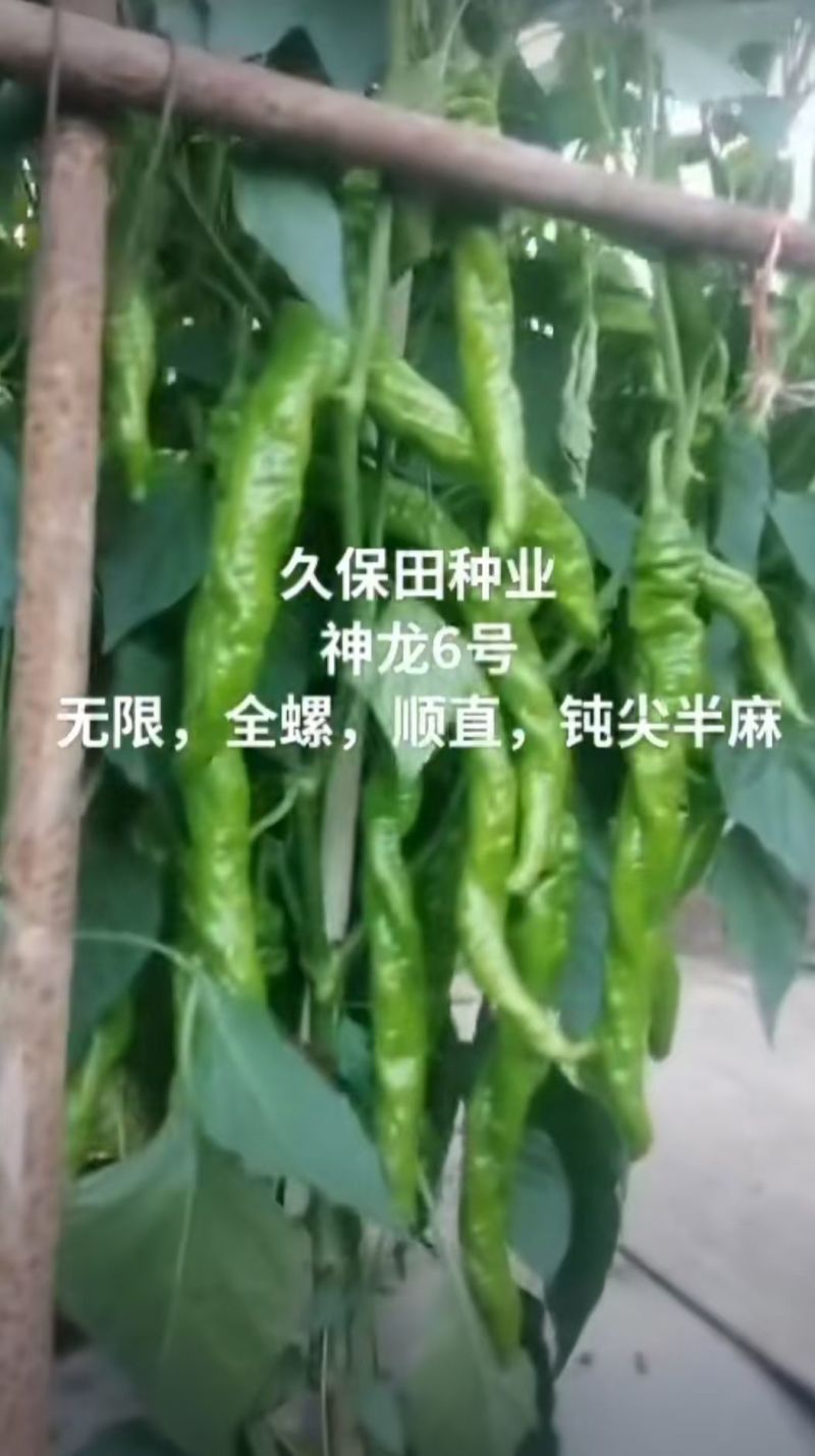 神龙6号螺丝椒种子全螺无限生螺丝椒种子果实浅绿产高产辣椒