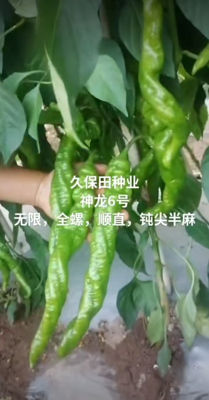 神龙6号螺丝椒种子全螺无限生螺丝椒种子果实浅绿产高产辣椒