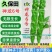 神龙6号螺丝椒种子全螺无限生螺丝椒种子果实浅绿产高产辣椒