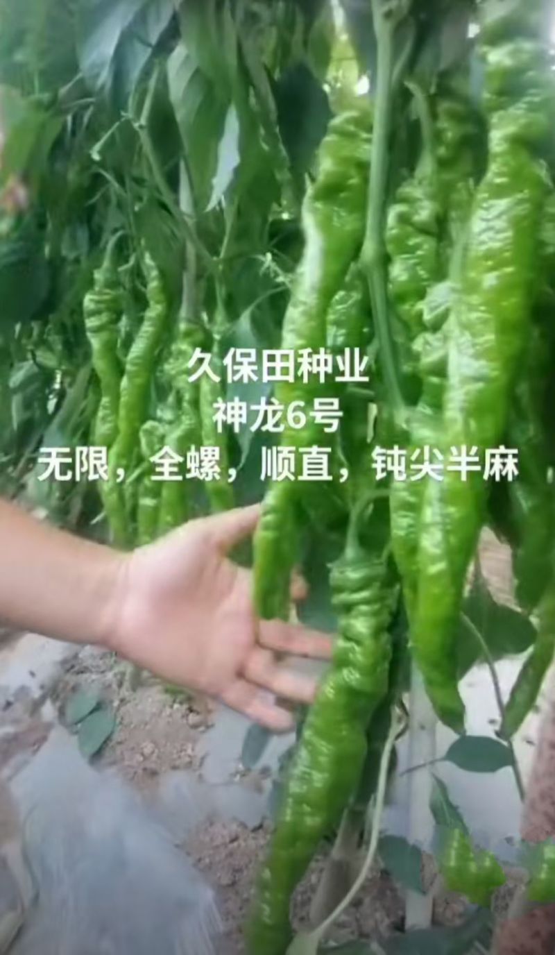 神龙6号螺丝椒种子全螺无限生螺丝椒种子果实浅绿产高产辣椒