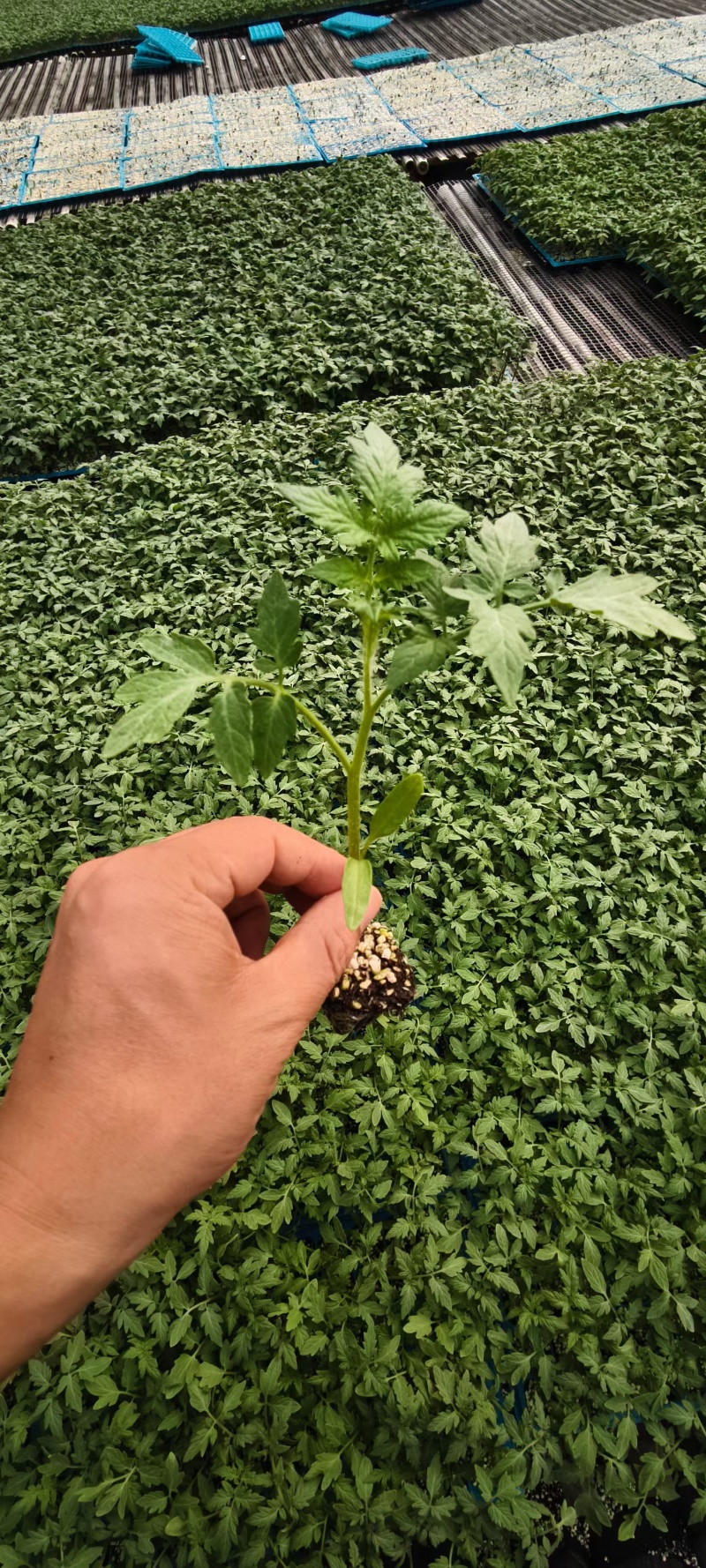 圣女果苗番茄苗千禧番茄苗耐低温西红柿苗