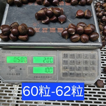 河北油栗，炒货专用板栗，产地直销，可加工开口