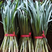 辽宁韭菜，大叶韭菜供应货源充足，现货直发，量大从优。