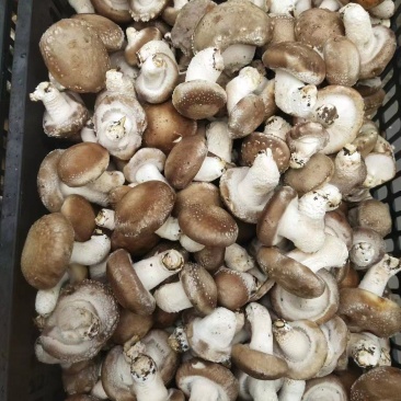 河南香菇大量上市货源充足，量大从优，欢迎老板合作