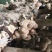 河南香菇大量上市货源充足，量大从优，欢迎老板合作