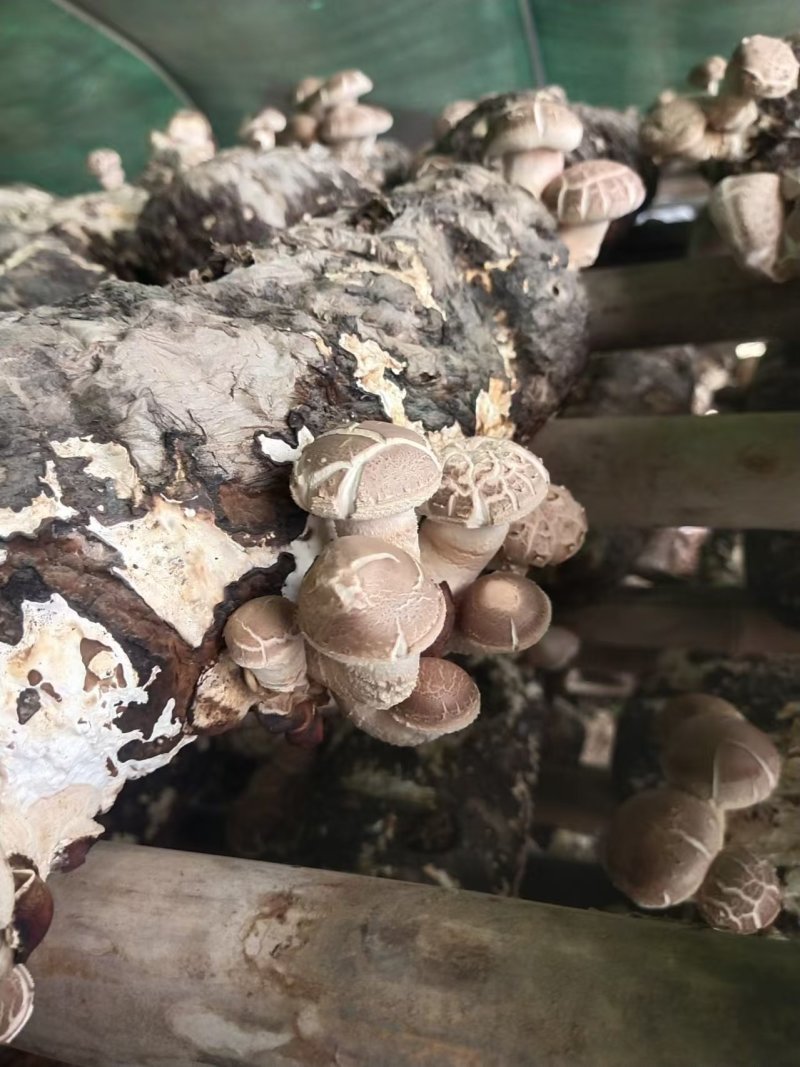 河南香菇大量上市货源充足，量大从优，欢迎老板合作
