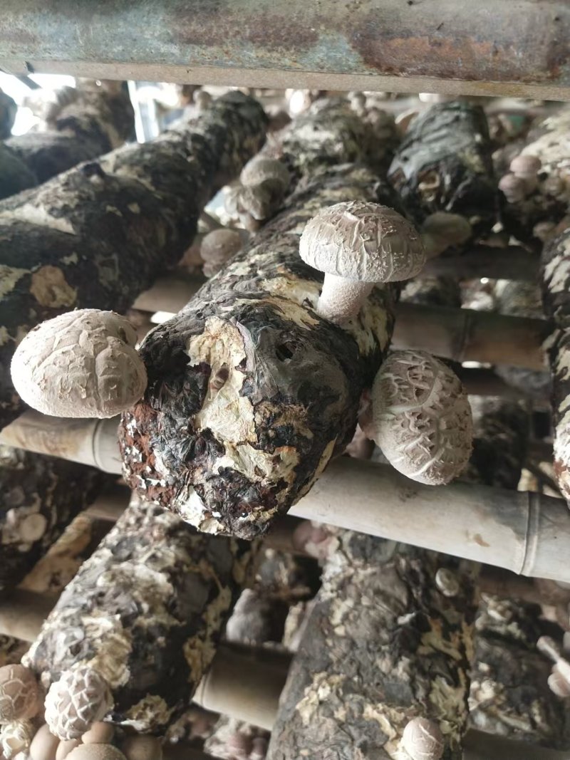 河南香菇大量上市货源充足，量大从优，欢迎老板合作