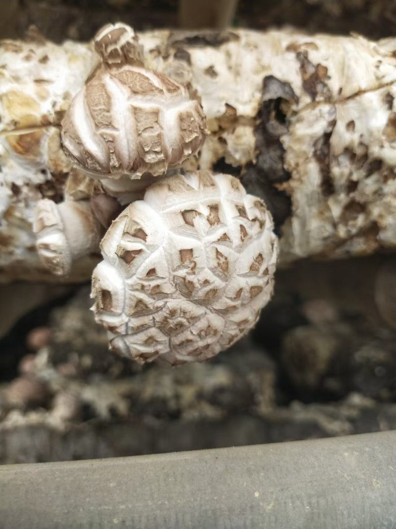 河南香菇大量上市货源充足，量大从优，欢迎老板合作