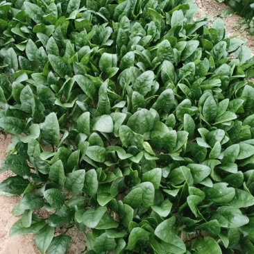 精品菠菜大量上市