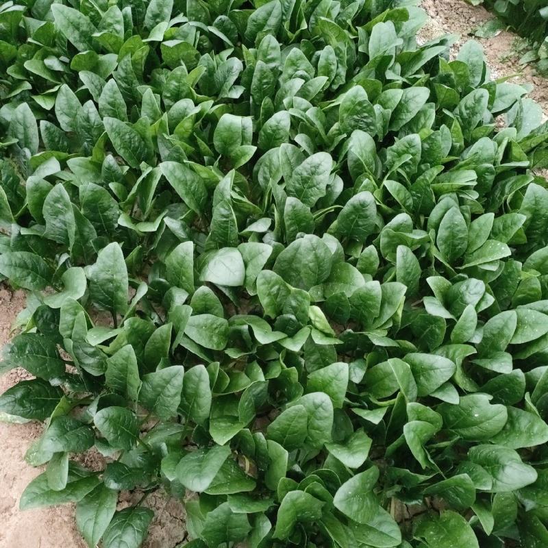 精品菠菜大量上市