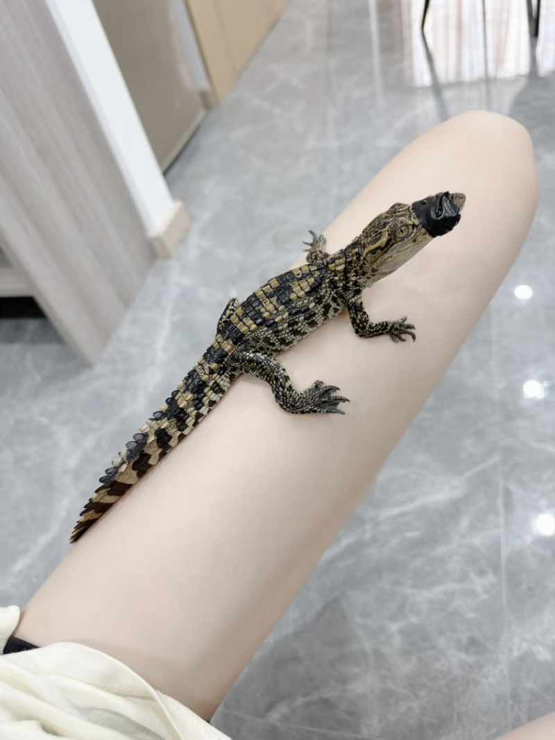 专业人工养殖