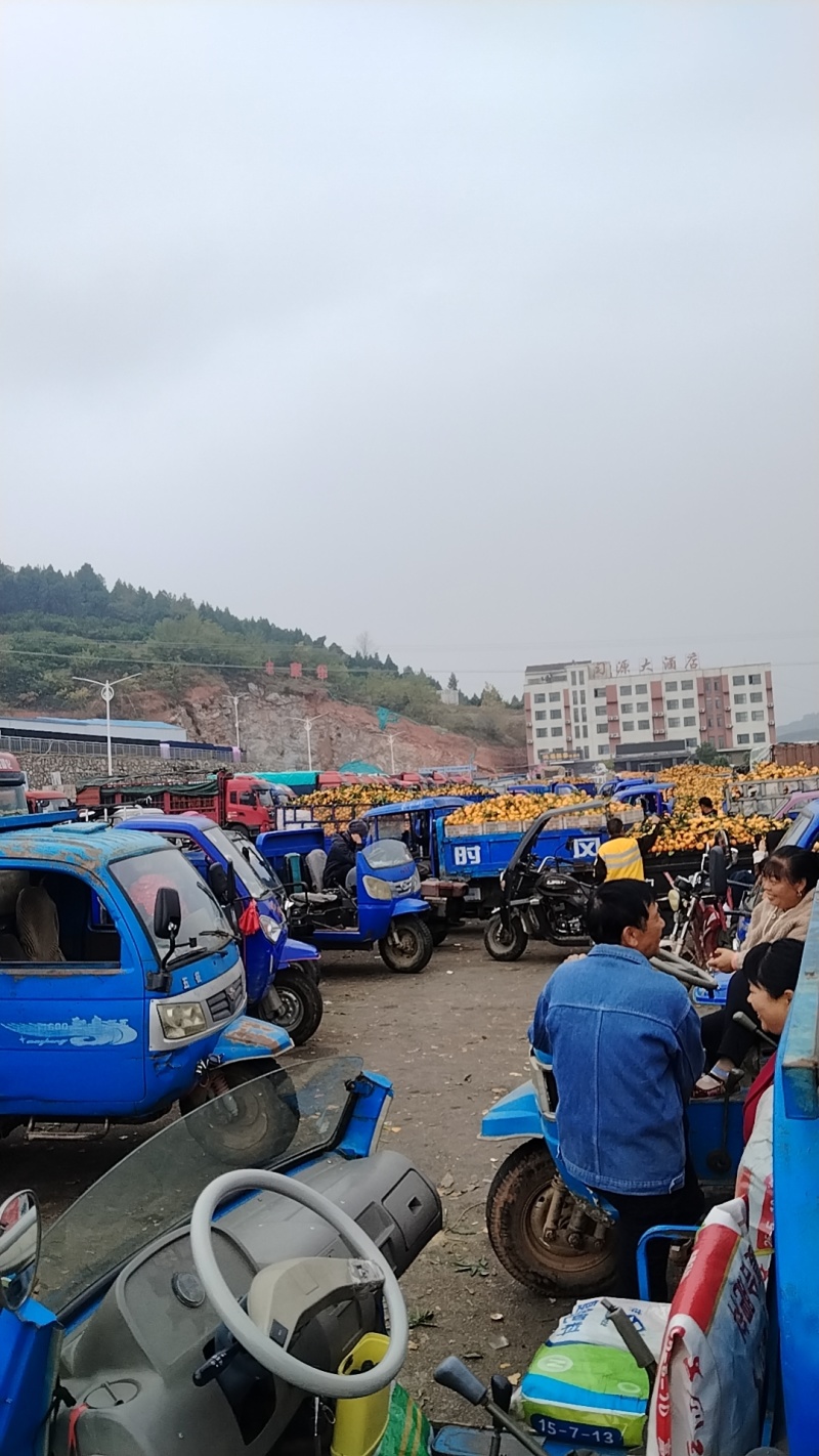 湖北高山小叶蜜橘（湖北丹江口），