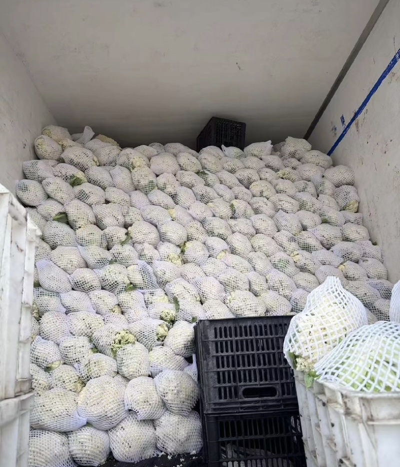 【今日推荐】有机花菜产地直发可视频看货对接全国