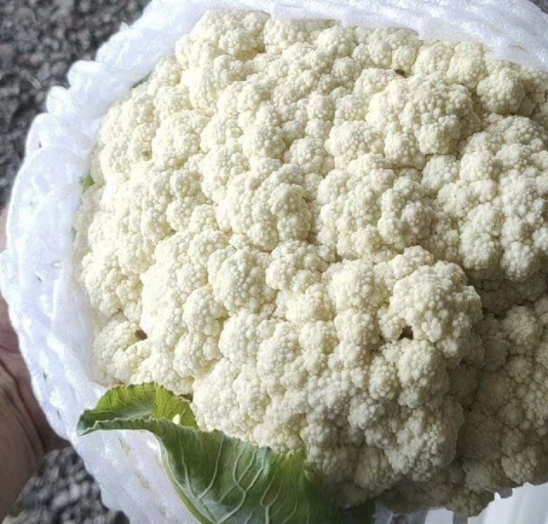 【今日推荐】有机花菜产地直发可视频看货对接全国
