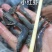 小红虾，小斑节虾，200头左右，非常漂亮，
