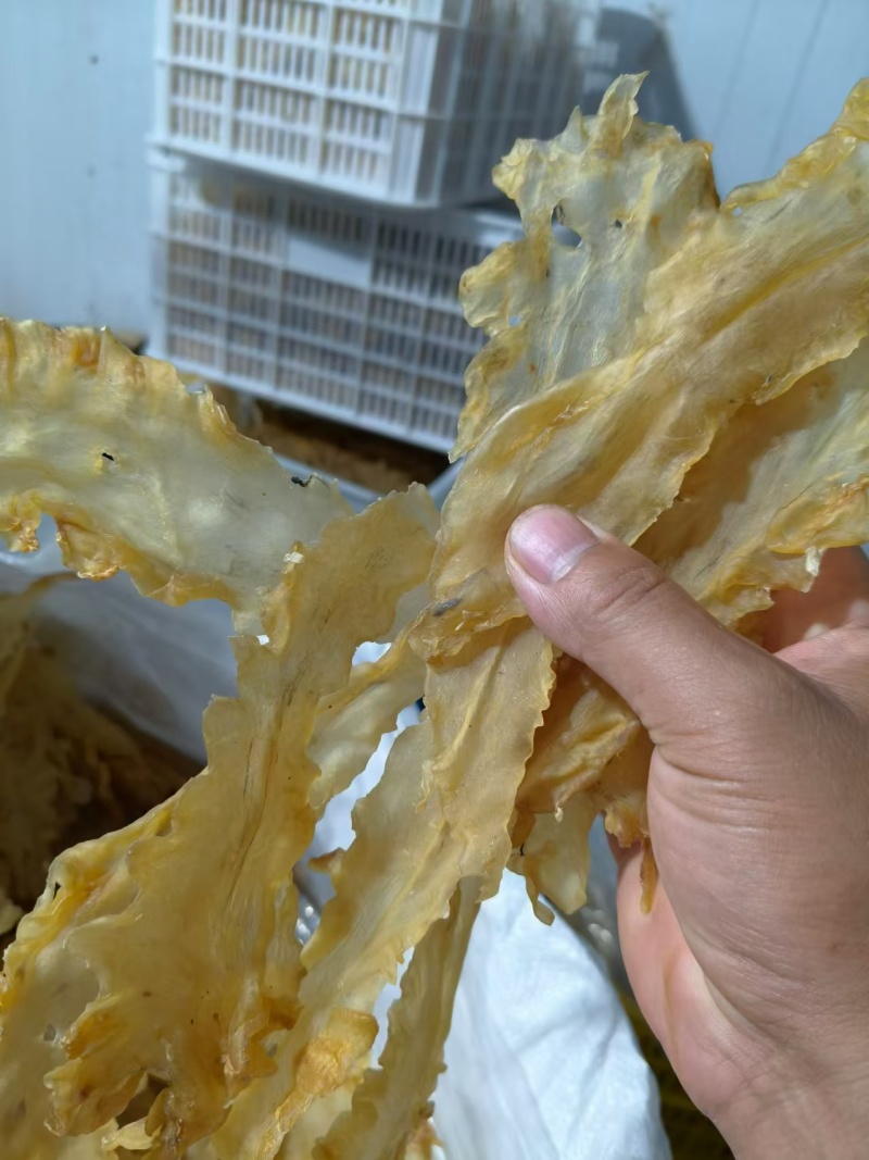 青岛鳕鱼花胶各规格齐全，足干肉厚，保质保量