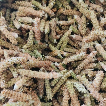 夏枯草全系列保质保量对接全国量大从优夏枯球