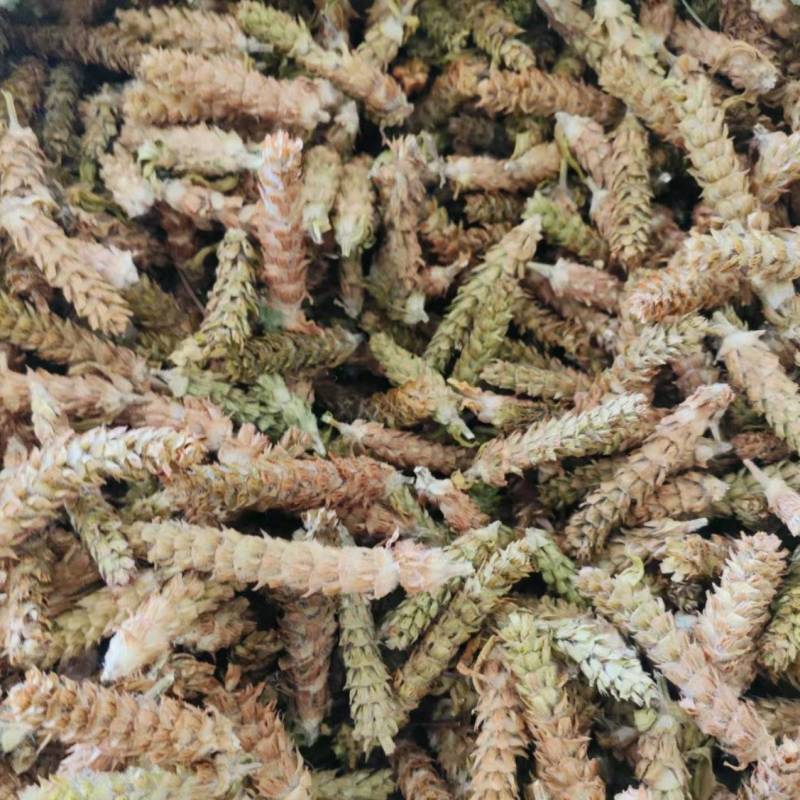 夏枯草全系列保质保量对接全国量大从优夏枯球