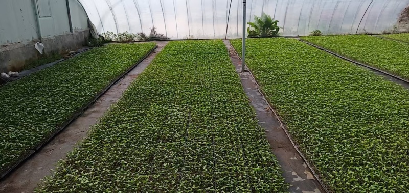 辣椒苗大量有货多年老店保障品质提供技术指导