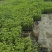 辣椒苗大量有货多年老店保障品质提供技术指导
