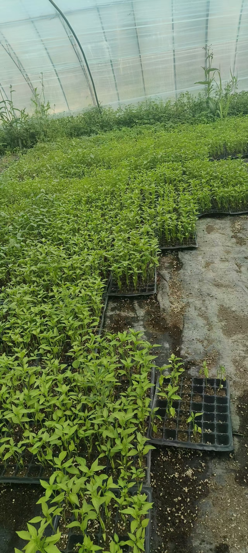 辣椒苗大量有货多年老店保障品质提供技术指导