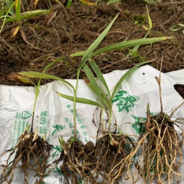 白芨苗产地一手货源，大量有货，对接全国市场电商平台