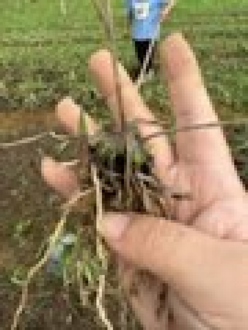 白芨苗产地一手货源，大量有货，对接全国市场电商平台