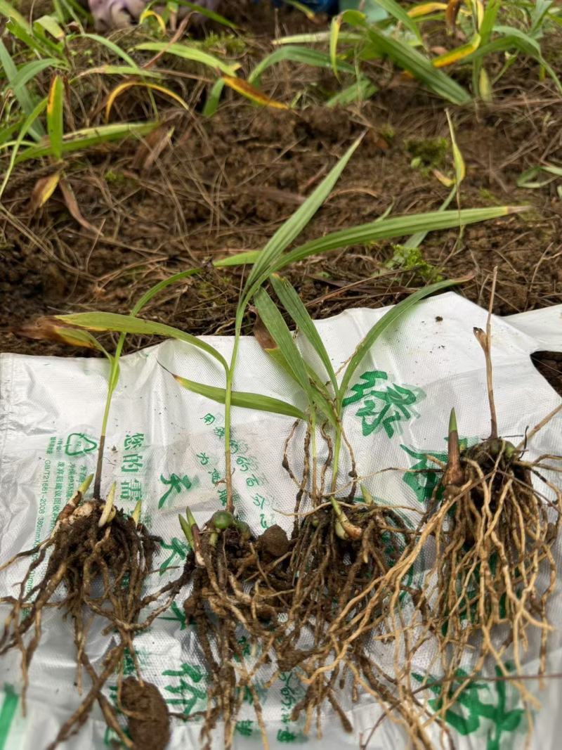 白芨苗产地一手货源，大量有货，对接全国市场电商平台