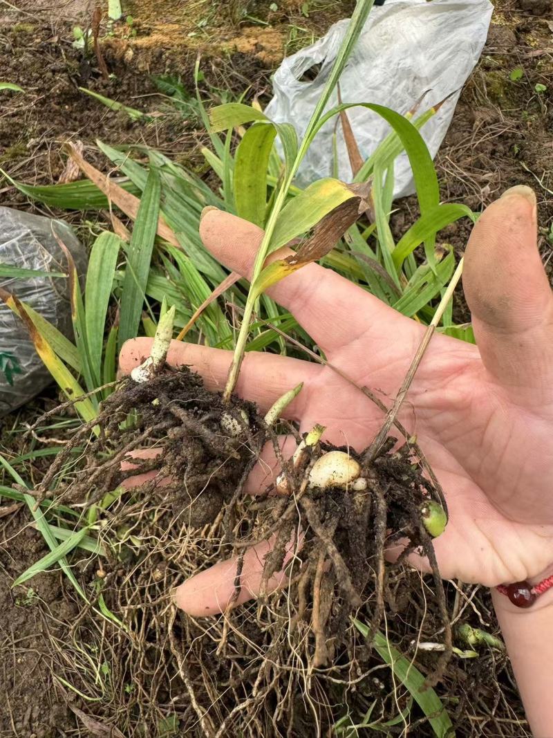 白芨苗产地一手货源，大量有货，对接全国市场电商平台